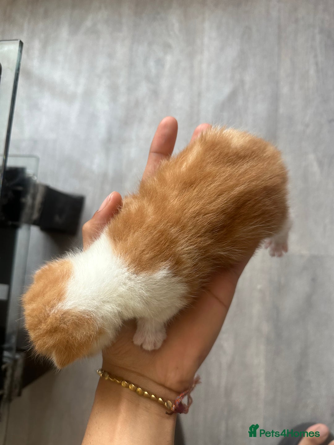 Norwegian Forest Cat cats for sale: Kittens for sale  - Image 8