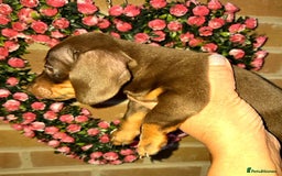 Miniature Dachshund dogs for sale: Kc registered quality mini dachshund puppies - Image 30