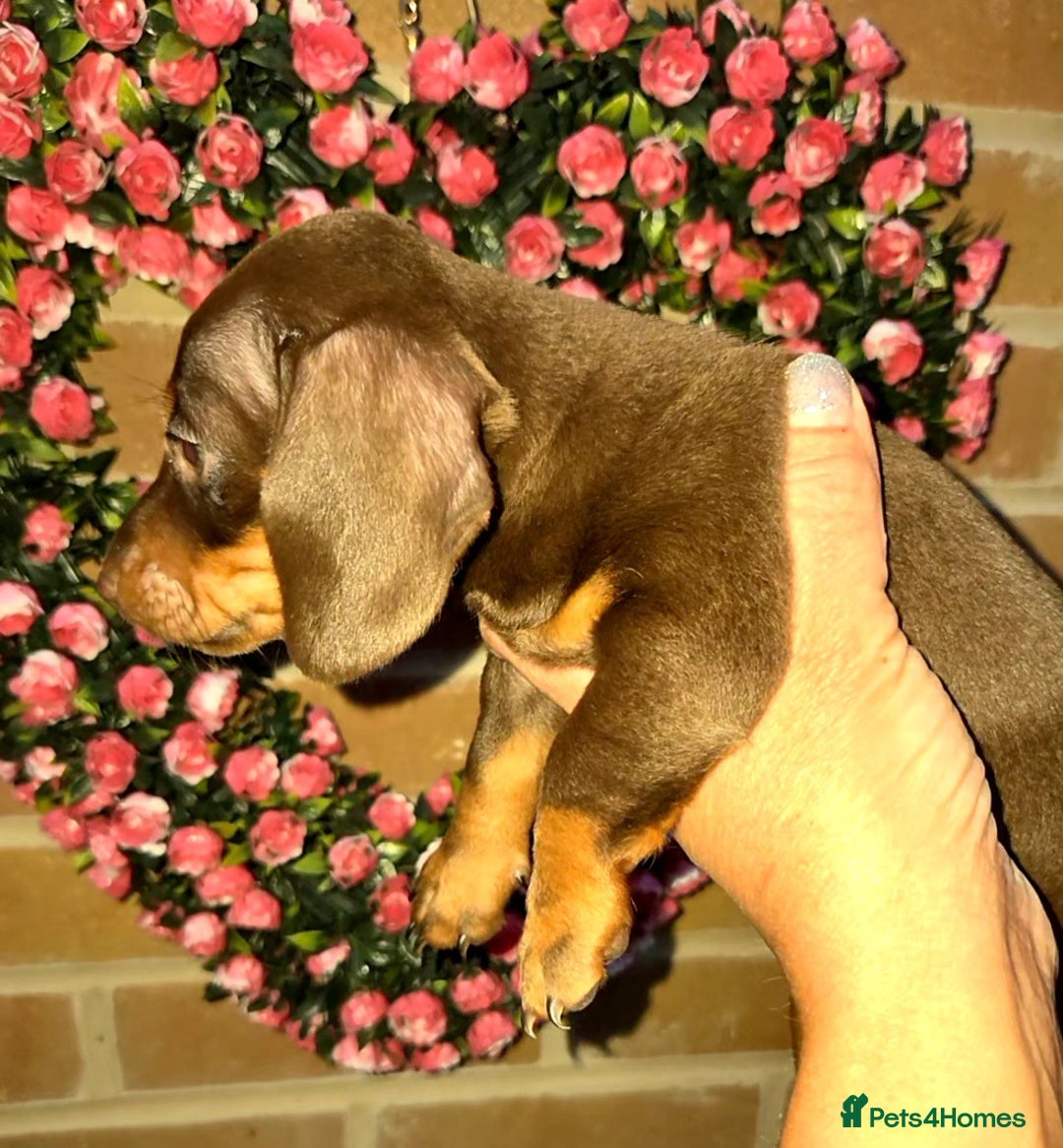 Miniature Dachshund dogs for sale: Kc registered quality mini dachshund puppies - Image 30