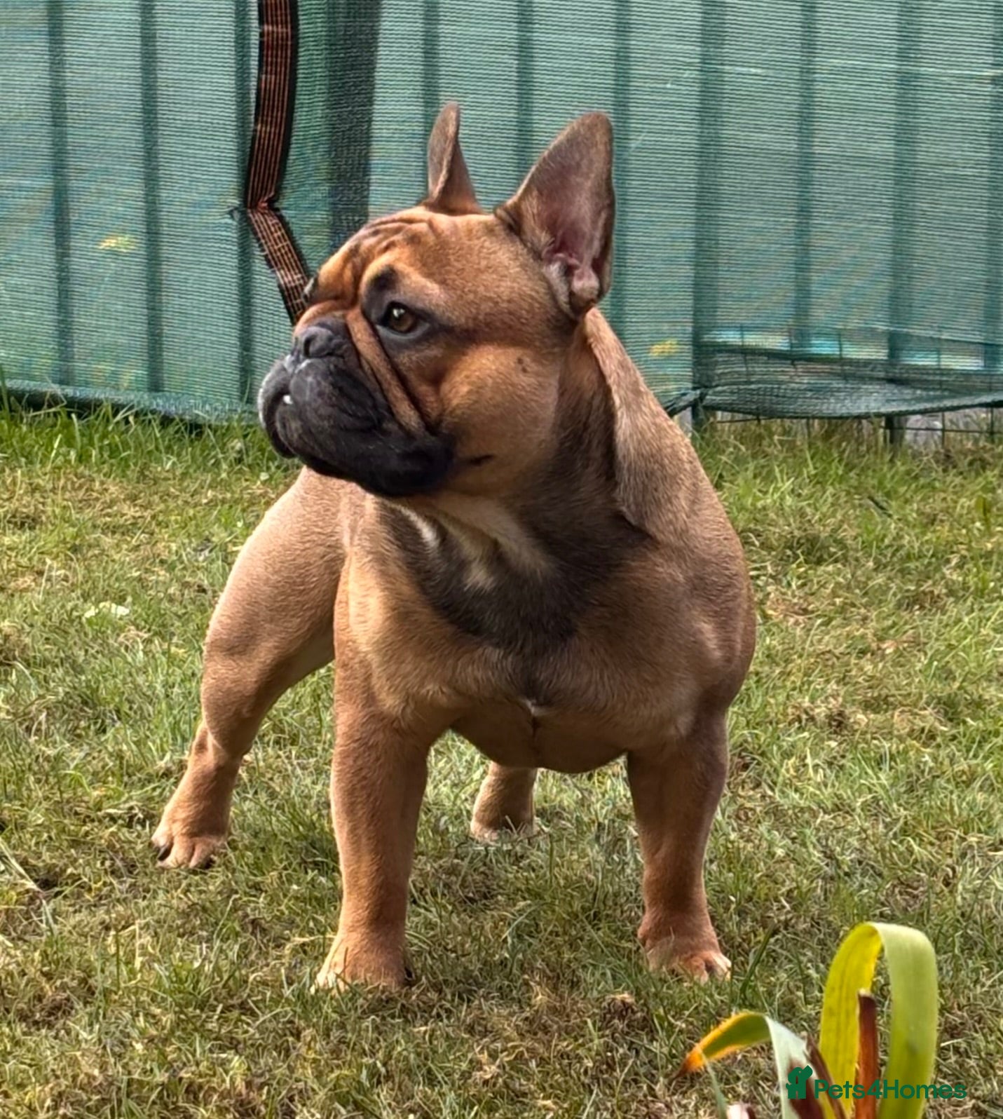 French Bulldog dogs Stud … Teddy …Rukaroobulls Cadeau du Ciel - Advert 7