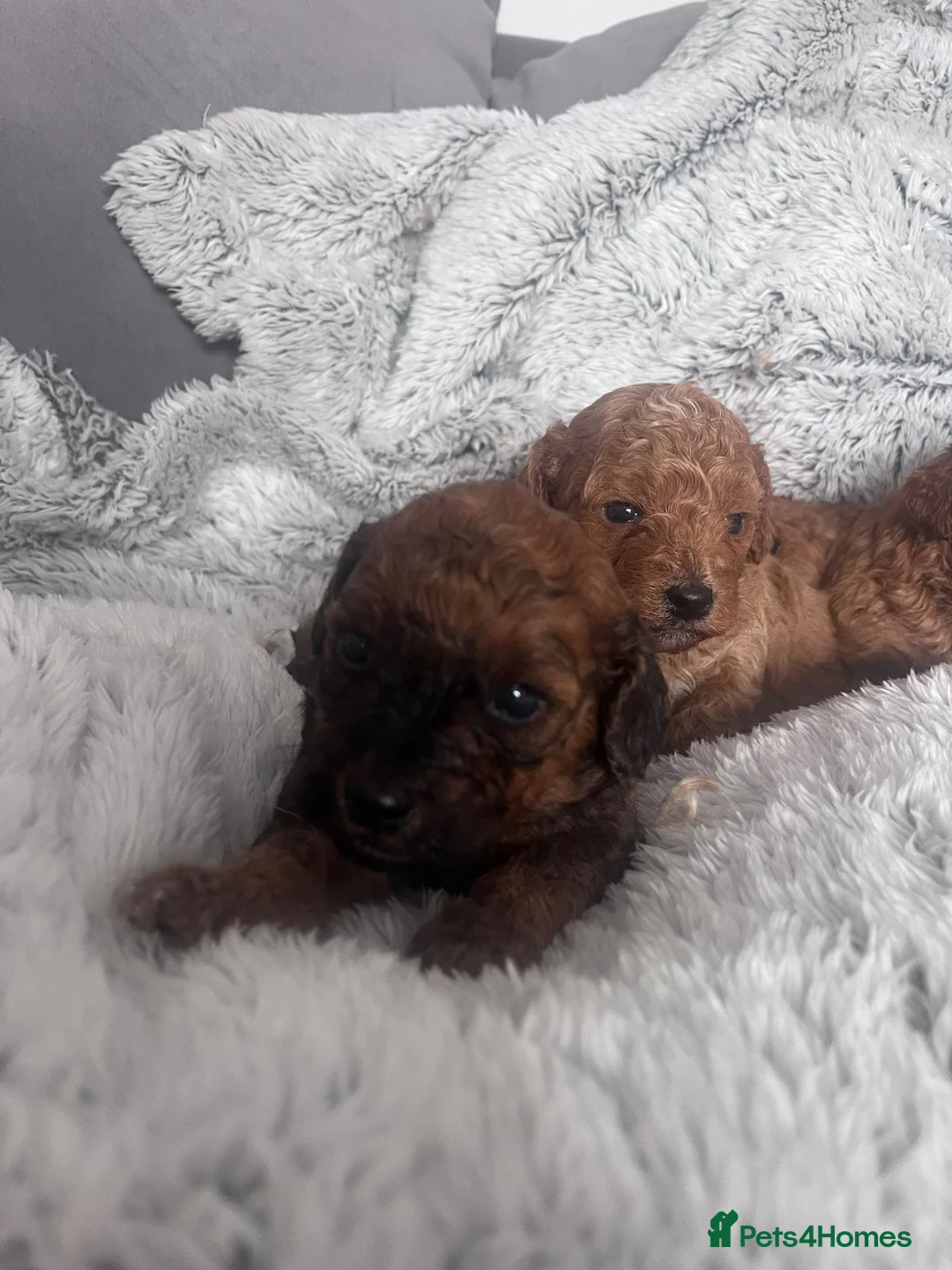 Cavapoo dogs for sale: F1b cavapoo puppy’s  - Advert 14