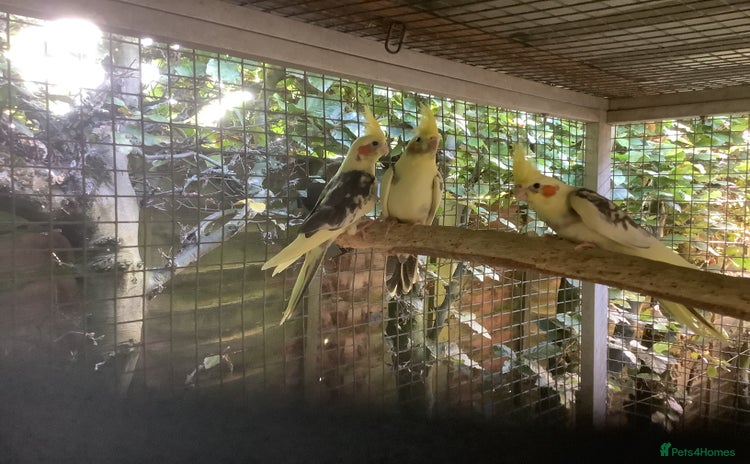 Cockatiels birds - Advert 10