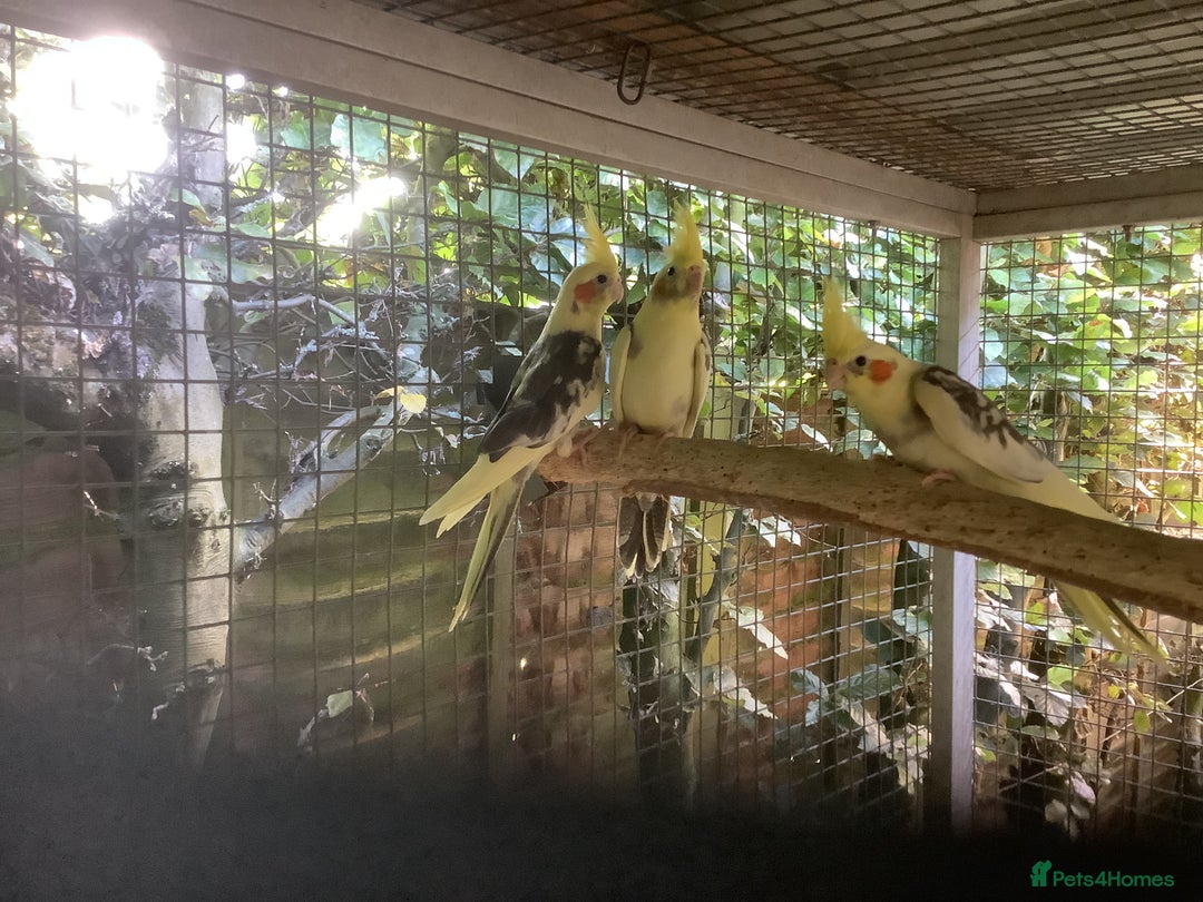 Cockatiels birds for sale: 2025  Cockatiels and Budgies - Image 1