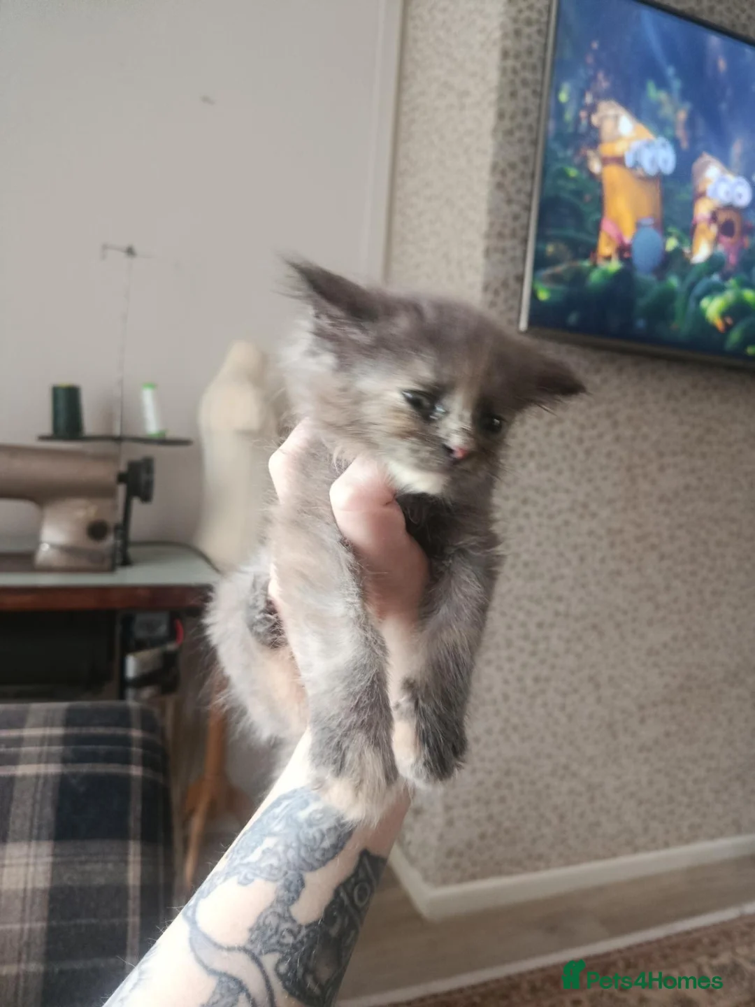 Maine Coon cats for sale: Mainecoon kittens in Liverpool - Advert 4