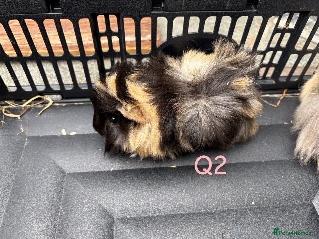 Guinea Pig rodents for sale: Baby female and male guinea pigs for sale - Image 5