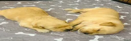Golden Retriever dogs for sale: KC Registered Goldens Raised In Our Family Home - Advert 14