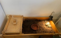 Tortoise reptiles for sale: Herman’s tortoise  - Image 5