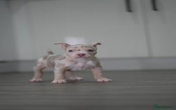 American Bully dogs for sale: Mirco bully- perfect and ready to go.  - Advert 3