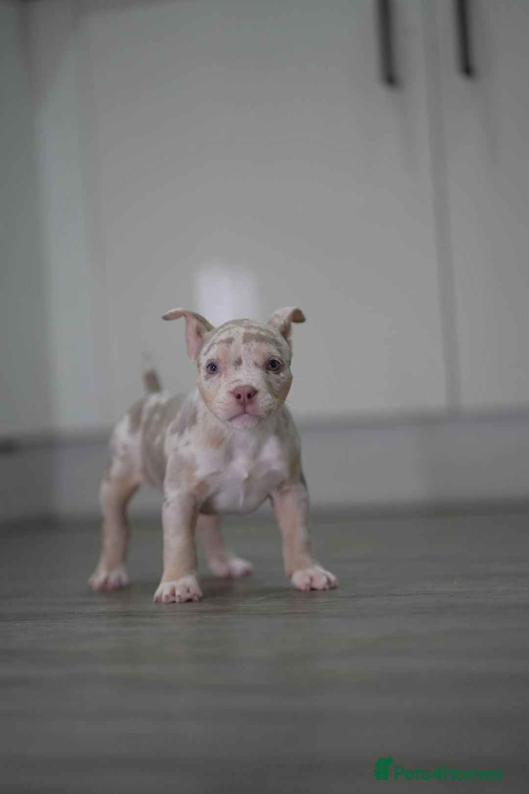 American Bully dogs for sale: Mirco bully- perfect and ready to go.  - Advert 3