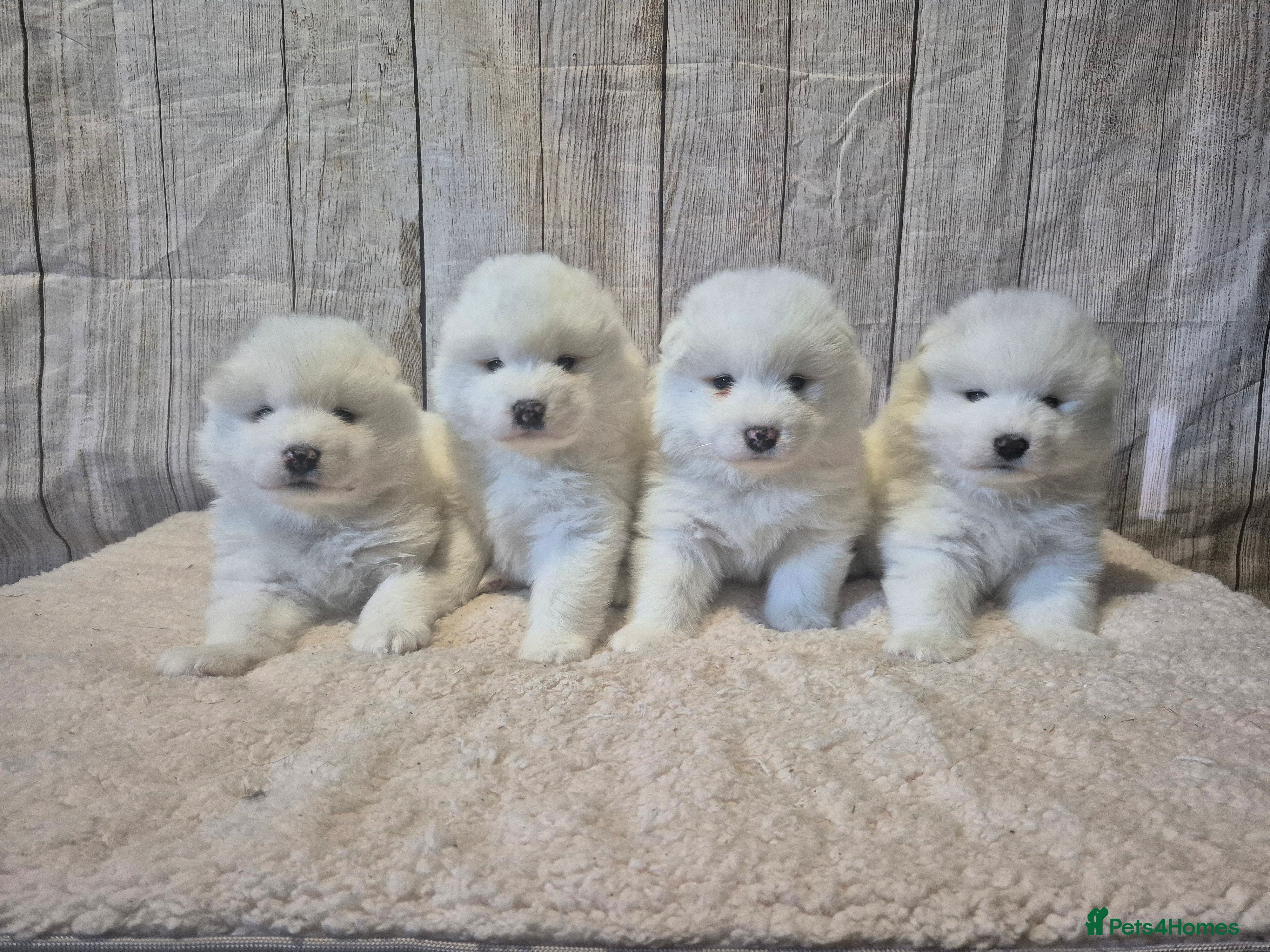 Samoyed dogs 4 Beautiful Pure Samoyeds ❤️ - Advert 2