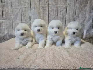 Samoyed dogs 4 Beautiful Pure Samoyeds ❤️ - Advert 2