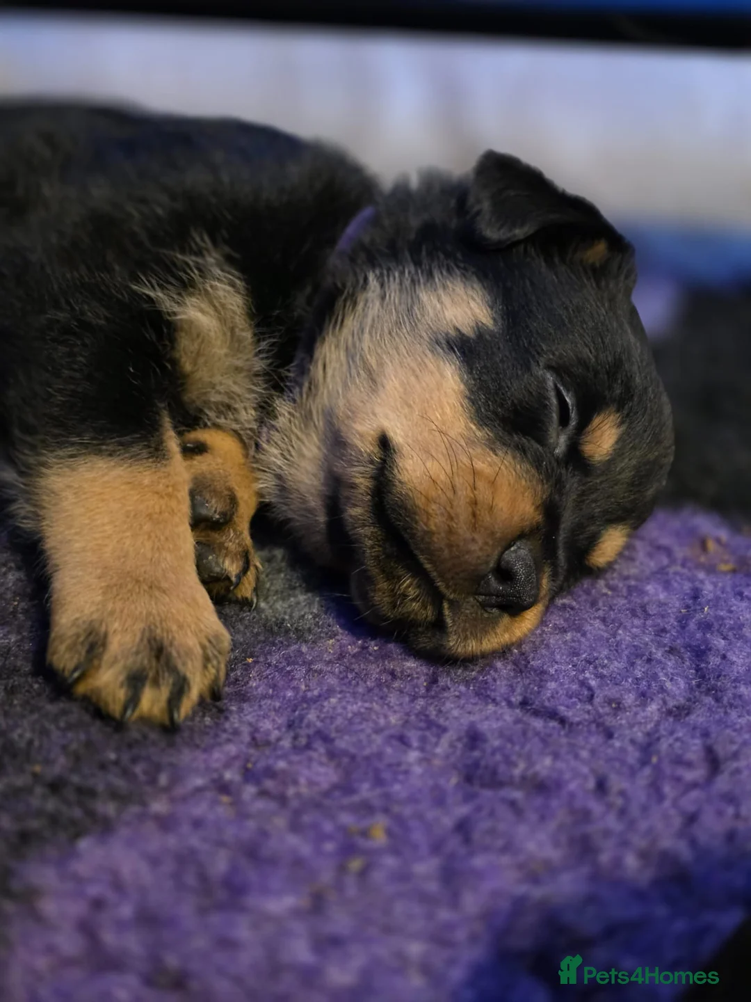 Rottweiler dogs for sale: Stunning chunky Rottweiler puppies  - Advert 21