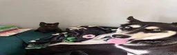 Siberian Husky dogs for sale: Siberian Husky Puppies  in Dunfermline - Advert 5