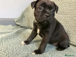 Staffordshire Bull Terrier dogs Tiny paws, Big personalities 🐾❤️ - Advert 10