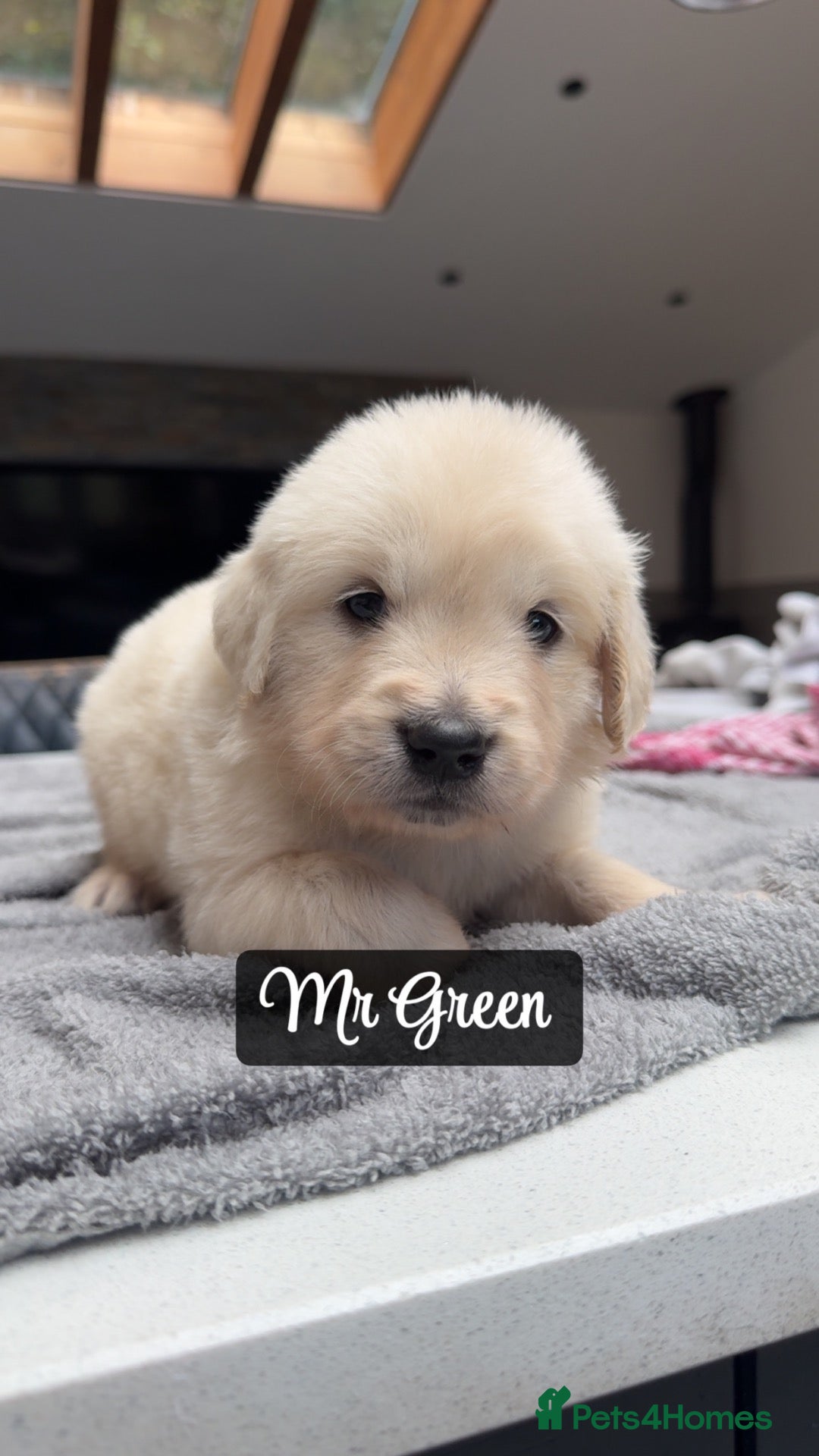 Golden Retriever dogs Behaviourist raised KC Reg Golden Retriever Pups - Advert 1