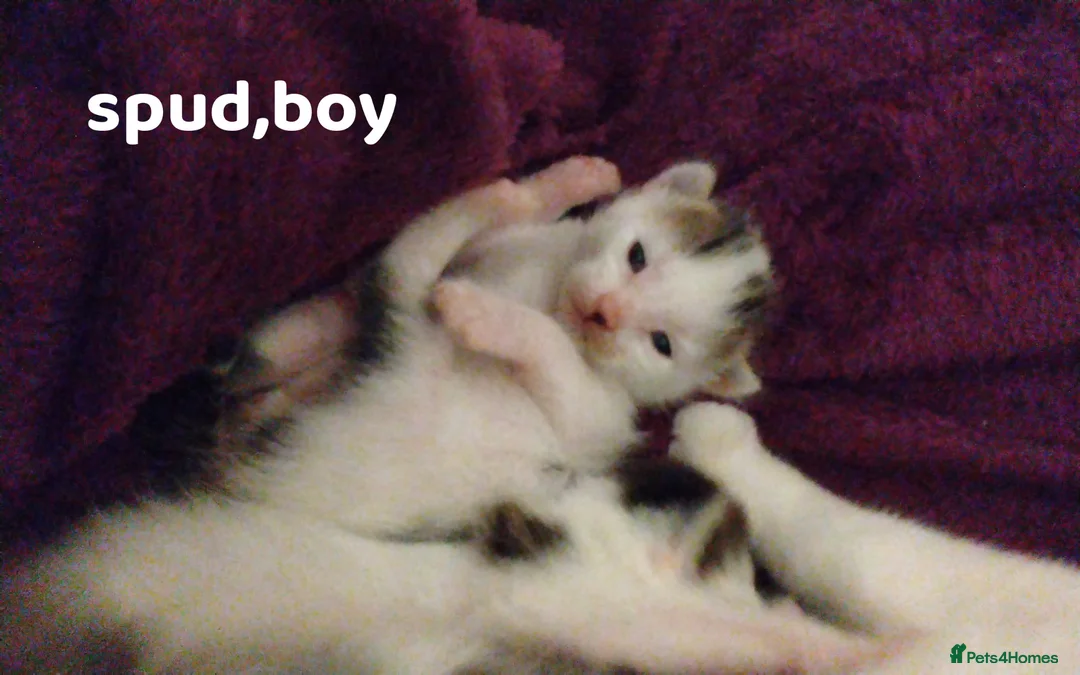 Mixed Breed cats for sale: Kittens Mixed breed (father 1/4 Bengal) - Advert 2