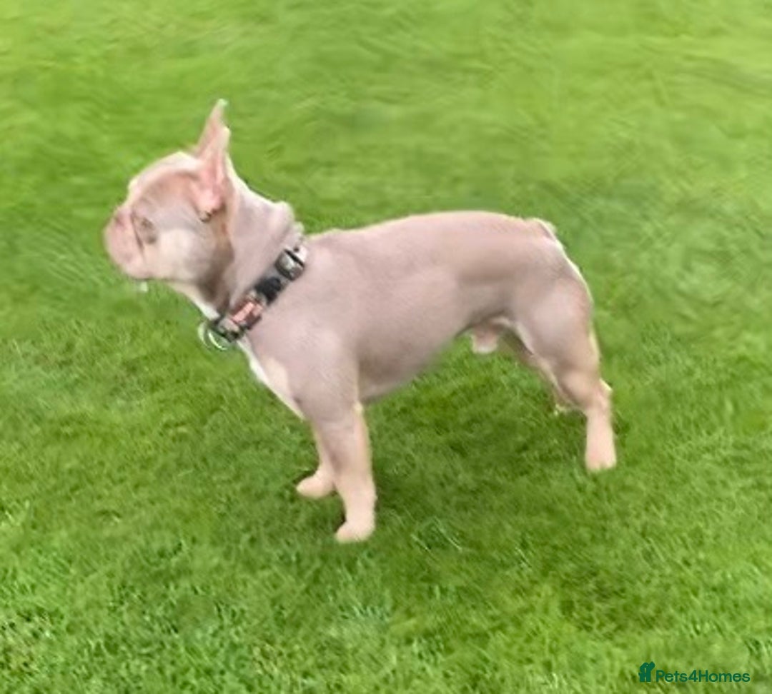 French Bulldog dogs for stud: Now FBCE GOLD! x OFFER- Fertility package inc in Matlock - Image 27