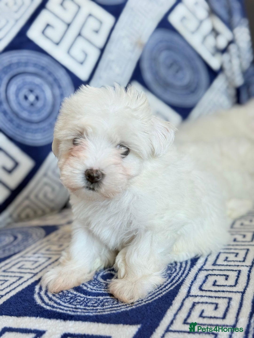 Maltese dogs for sale: Puppies Maltese  - Image 9