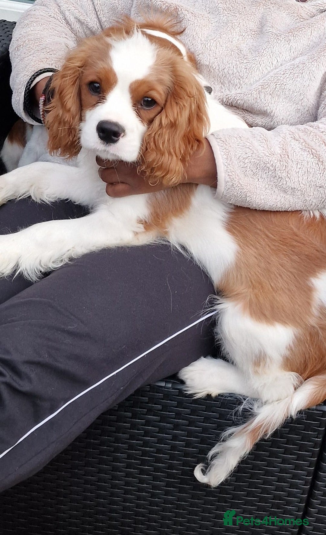 Cavalier King Charles Spaniel dogs for sale: WAFFLES - Image 3