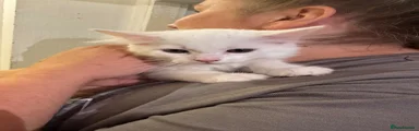 Turkish Angora 1