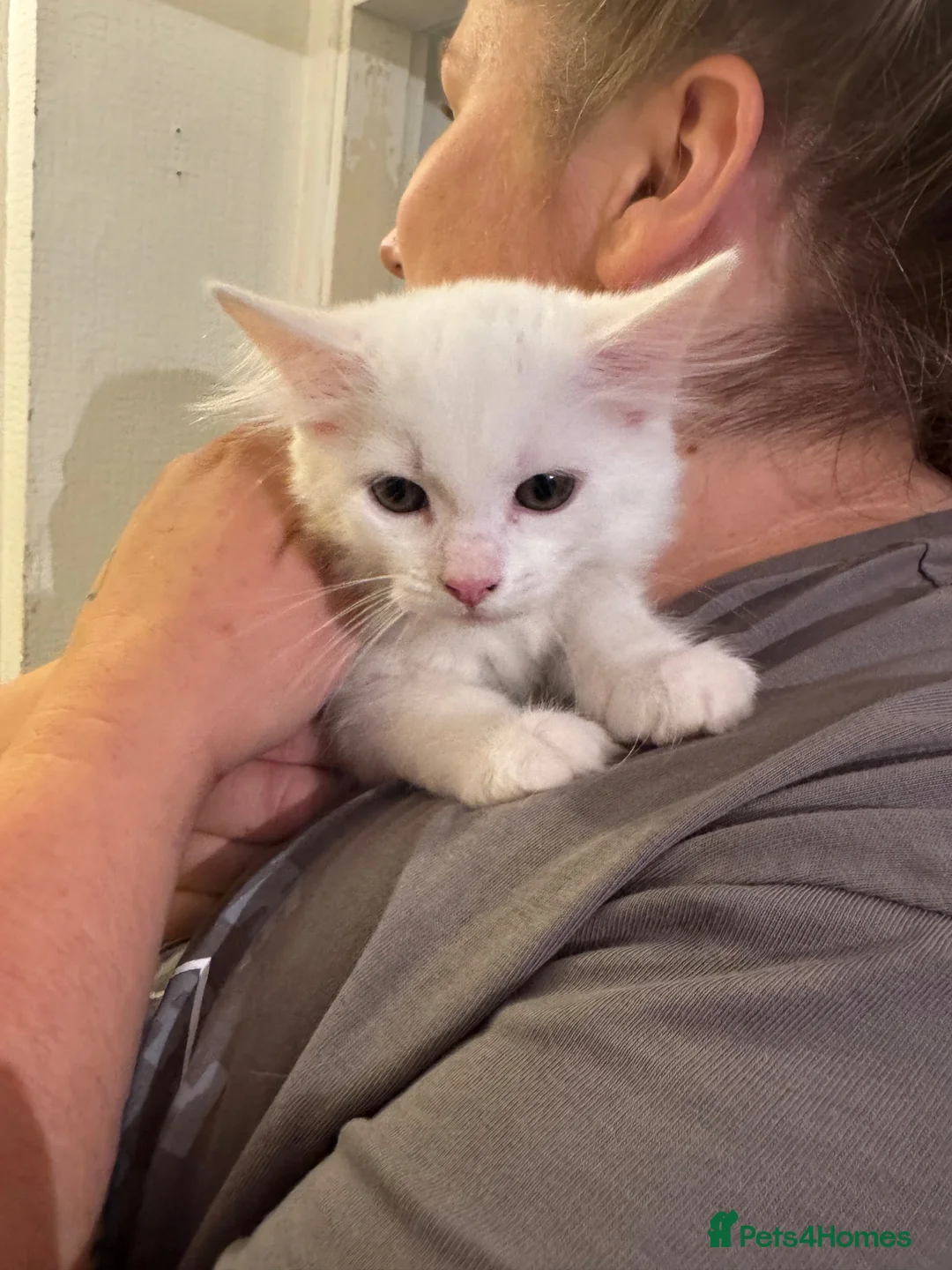 Turkish Angora cats for sale: Kitten for sale - Advert 2
