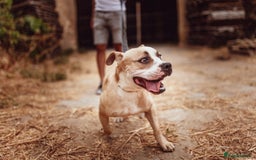 Mixed Breed dogs for adoption: Urgent please free Bicha 🚨  in Hengoed - Image 4