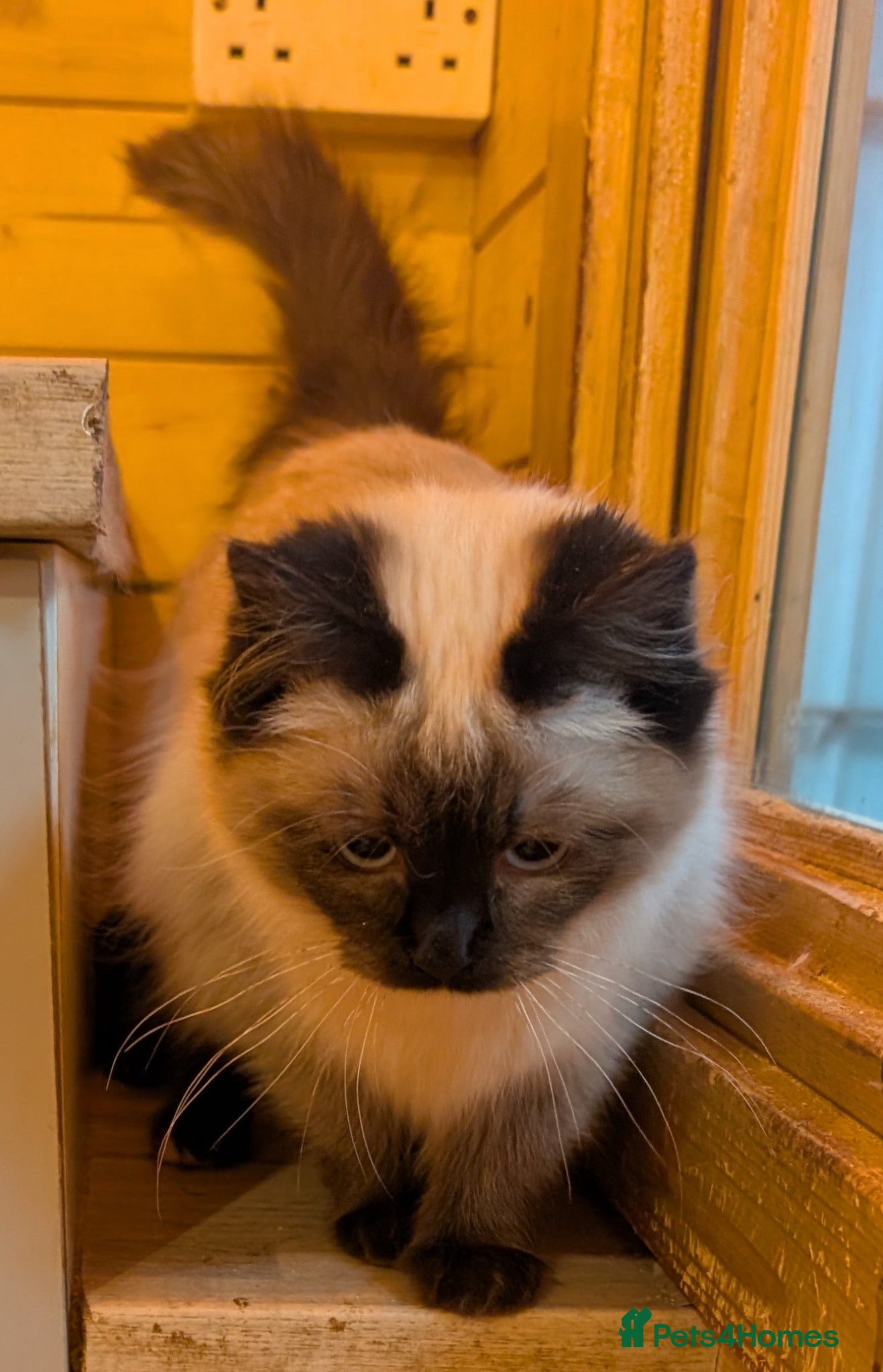 Ragdoll cats for sale: Ragdoll kittens - Advert 7