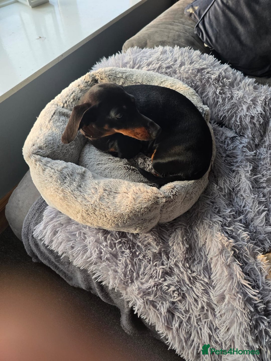 Miniature Dachshund dogs for sale: Miniature dashshund - Advert 10