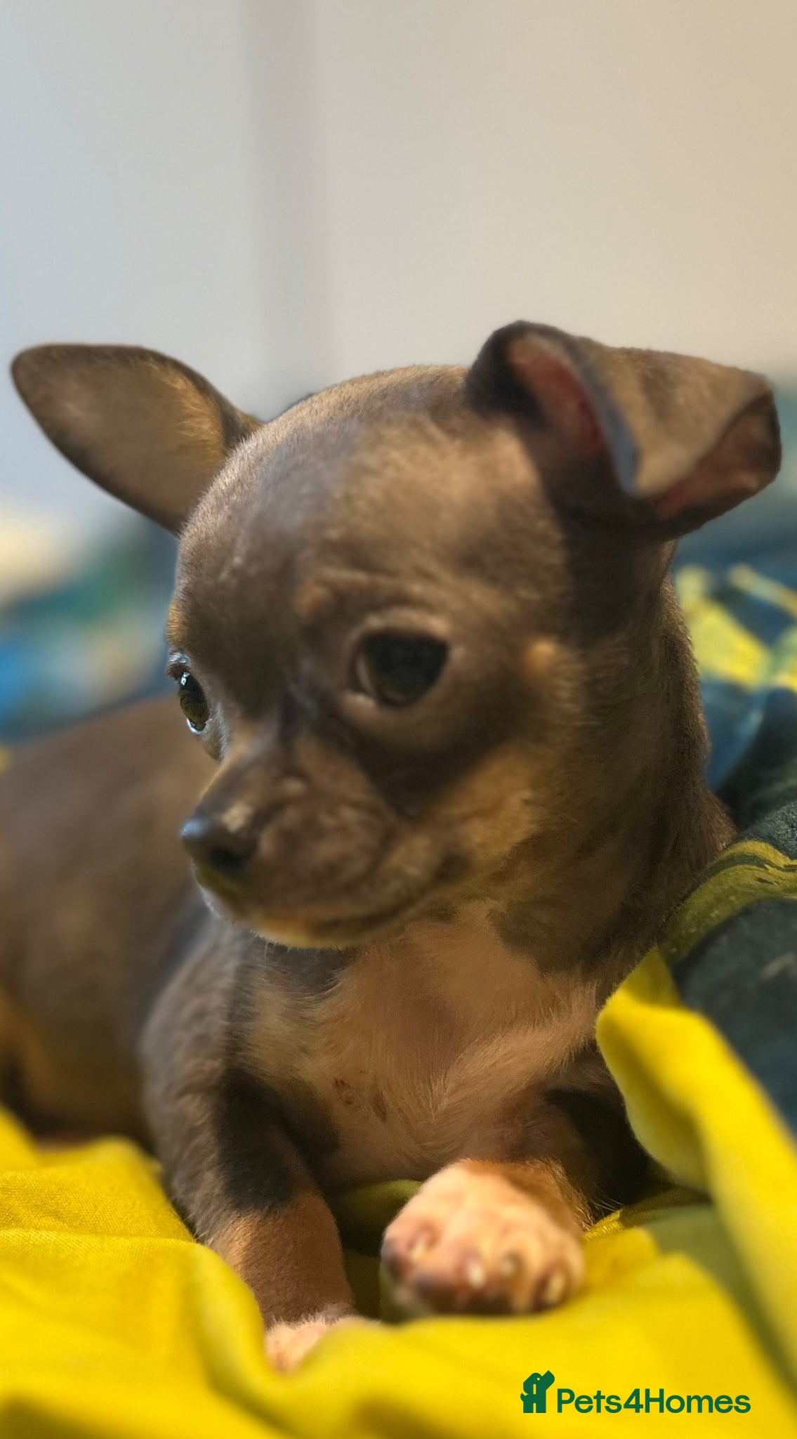Chihuahua dogs Beautiful blue tri chihuahua puppies ready now - Advert 8
