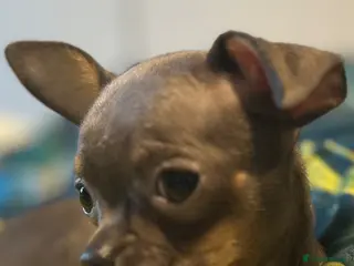 Chihuahua dogs Beautiful blue tri chihuahua puppies ready now - Advert 1