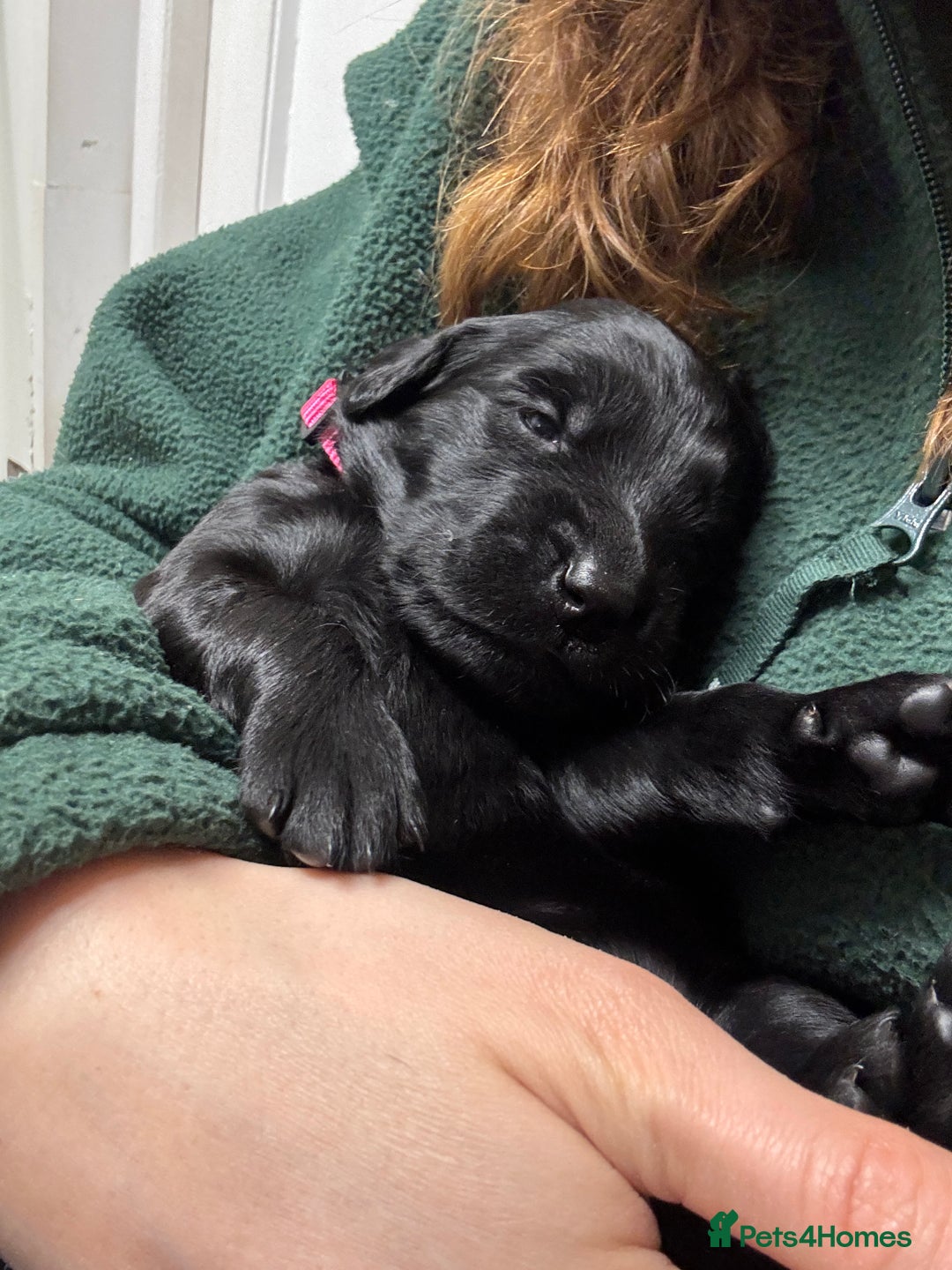 Mixed Breed dogs for sale: Flat Coat x Golden + Flat Coat x Labrador Puppies  - Advert 12