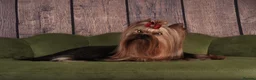 Yorkshire Terrier dogs for sale: Kc registered Yorkshire terrier puppies - Advert 11