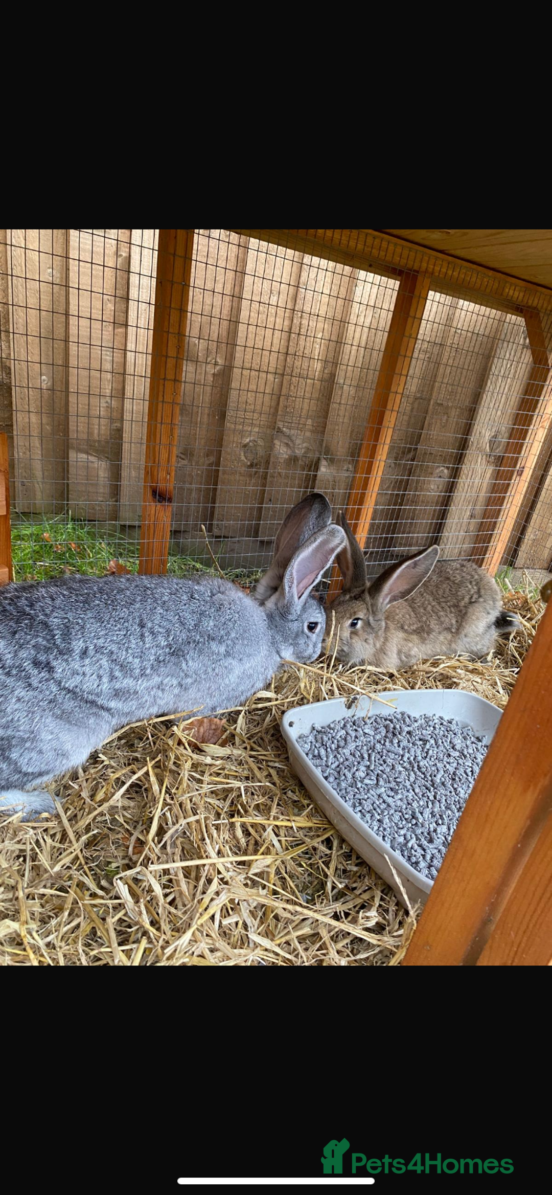 Continental Giant rabbits for sale: M&F Bonded Giant Cont Rabbits - Free To Good Home - Image 3