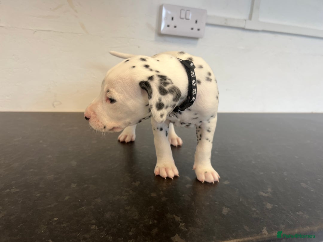 Dalmatian dogs for sale: 🐶 Stunning Dalmatian Puppies Ready 28th August 🐶 - Image 22