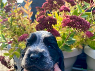 Cocker Spaniel dogs - Advert 26