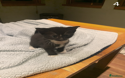 Mixed Breed cats for sale: KITTENS! Batch of cuties for sale in Basinsgtoke - Image 6