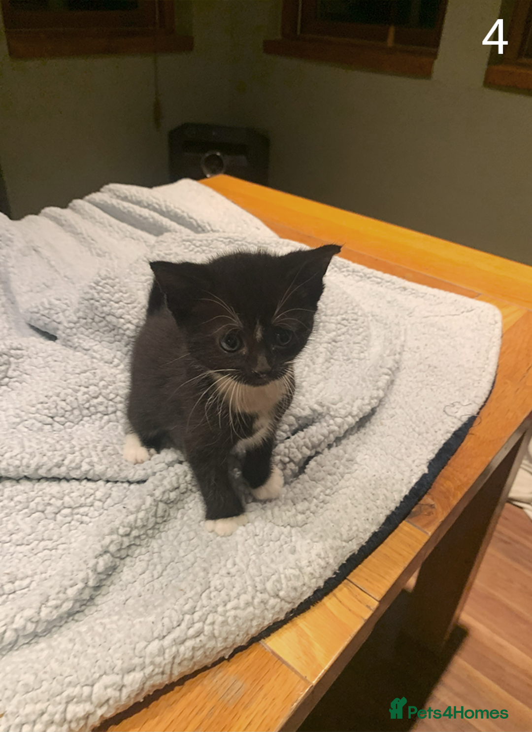 Mixed Breed cats for sale: KITTENS! Batch of cuties for sale in Basinsgtoke - Image 6