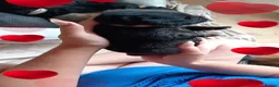 Chow Chow dogs for sale: 🐾 6 KC Registered Chow Chow Puppies 🐾 - Advert 4