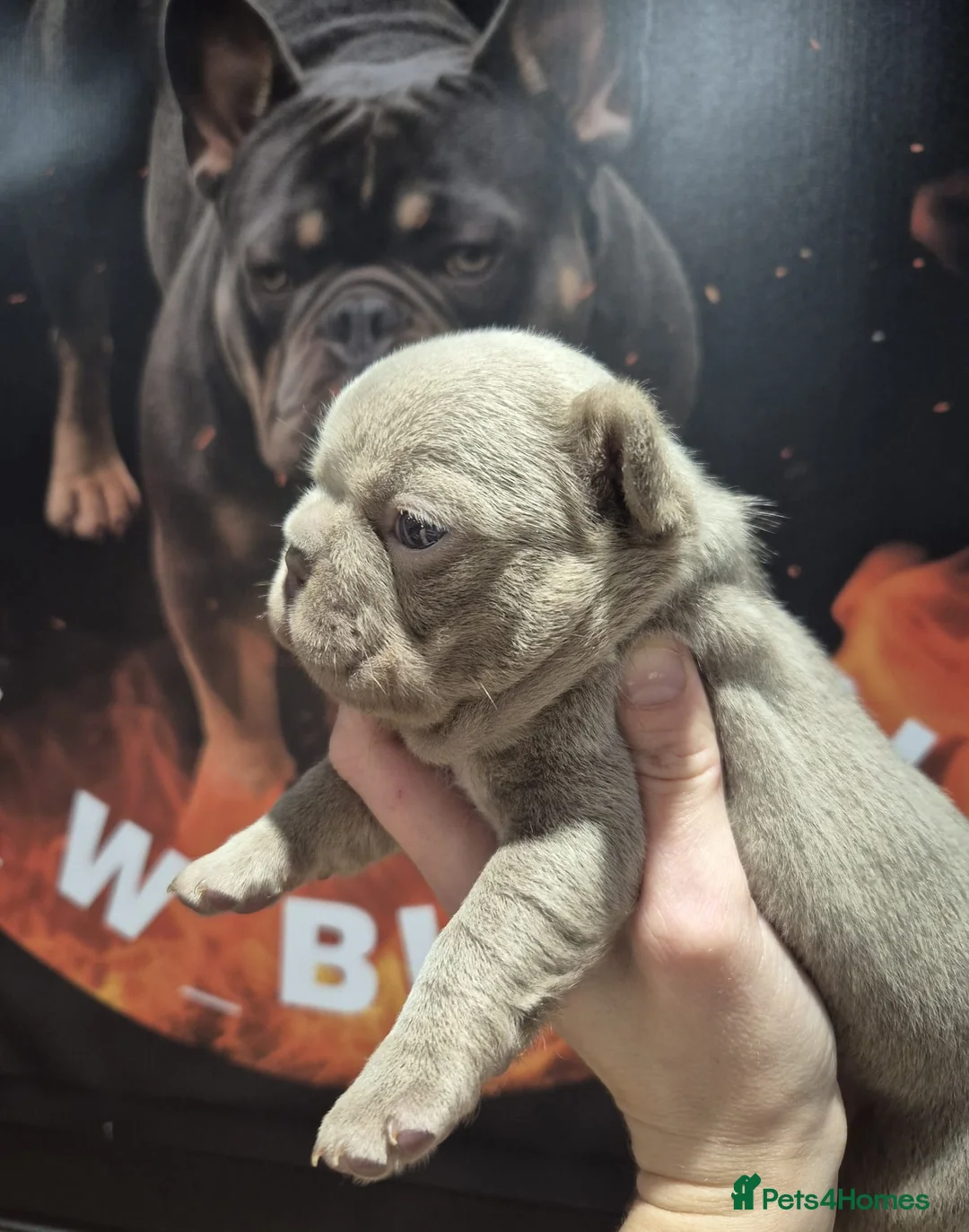 French Bulldog dogs for sale: French Bulldog Babies - Ready Now - Advert 4