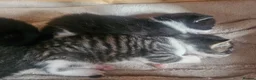 Mixed Breed cats for sale: 4 male kittens - Advert 2