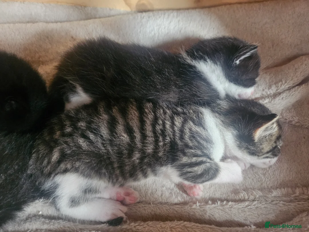 Mixed Breed cats for sale: 4 male kittens - Advert 2