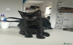 Mixed Breed cats for sale: Russian white/ Ragdoll mixed  - Image 8