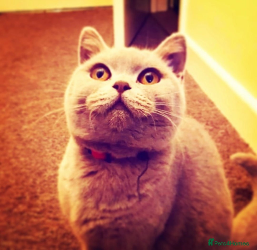 British Shorthair cats for sale: Rehome 2 british shorthair sisters - Advert 5