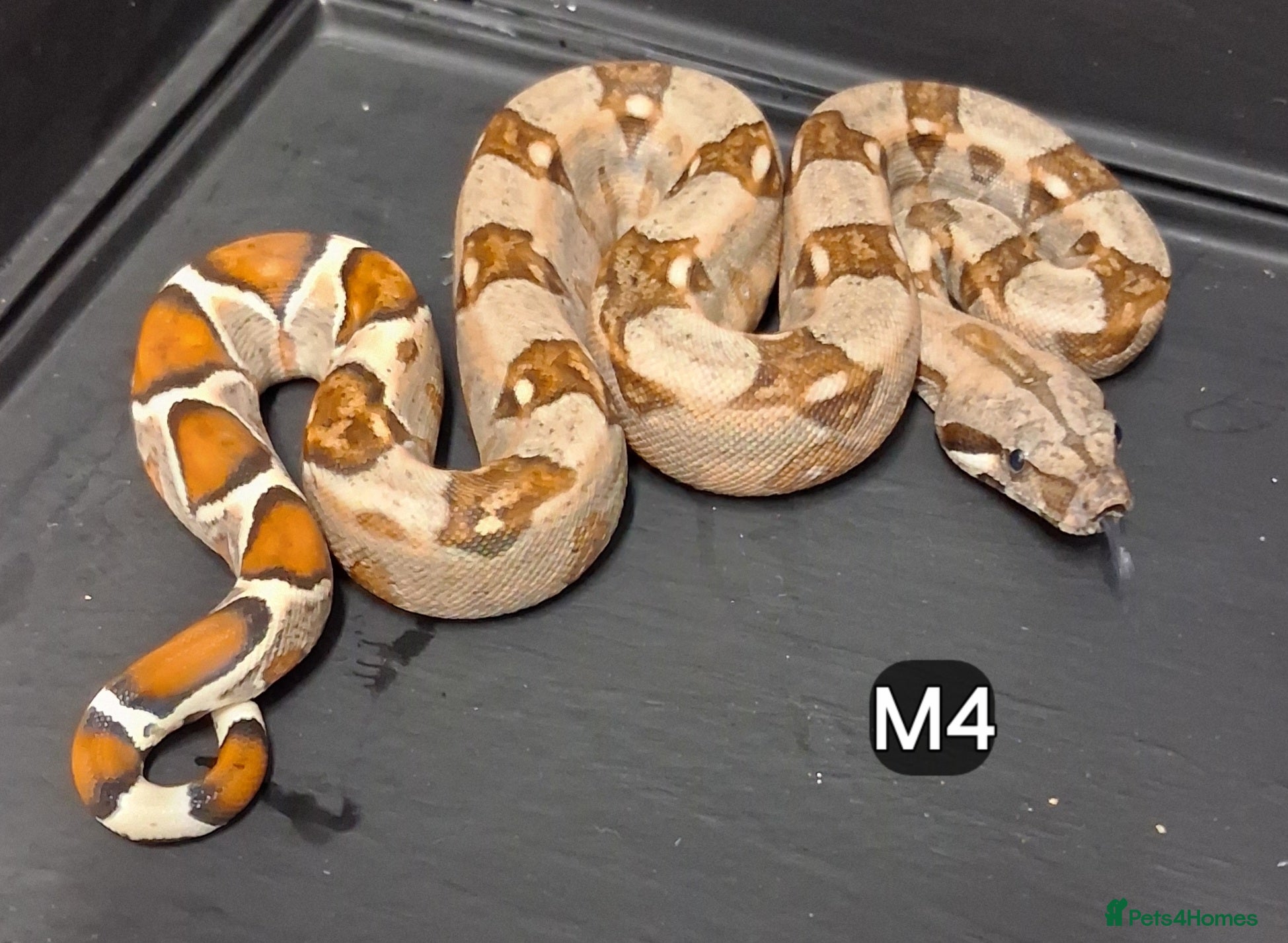 Boa Snake reptiles Boa constrictors Het IMG-BEA-Anery - Advert 1