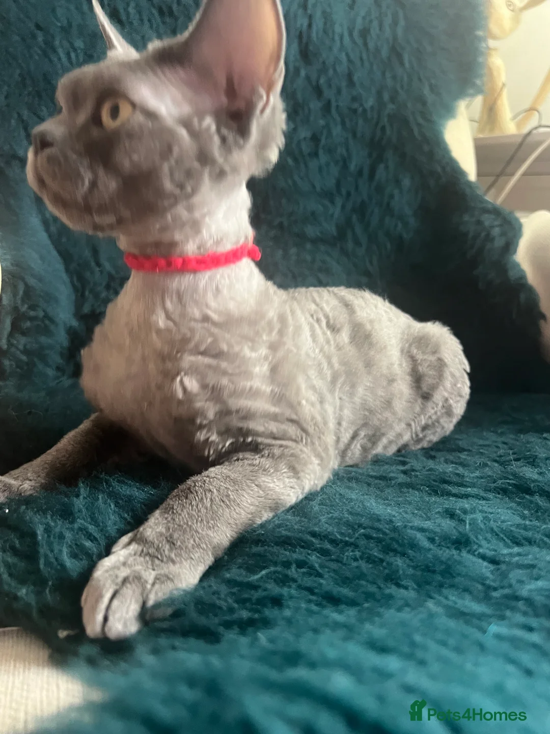 Devon Rex cats for sale: Devon Rex kittens  - Advert 18