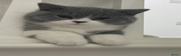 British Shorthair cats for sale: GCCF Kittens Ready to Join Their New Families  - Advert 1