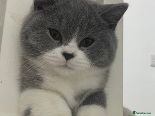 British Shorthair cats GCCF Kittens Ready to Join Their New Families - Advert 2