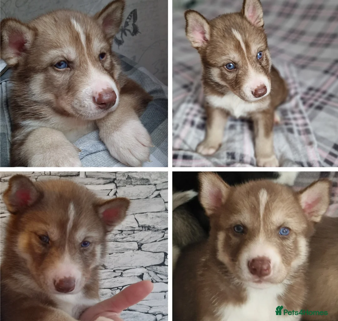 Siberian Husky dogs for sale: 1 beautiful girl left ❤️ ready now  - Advert 16