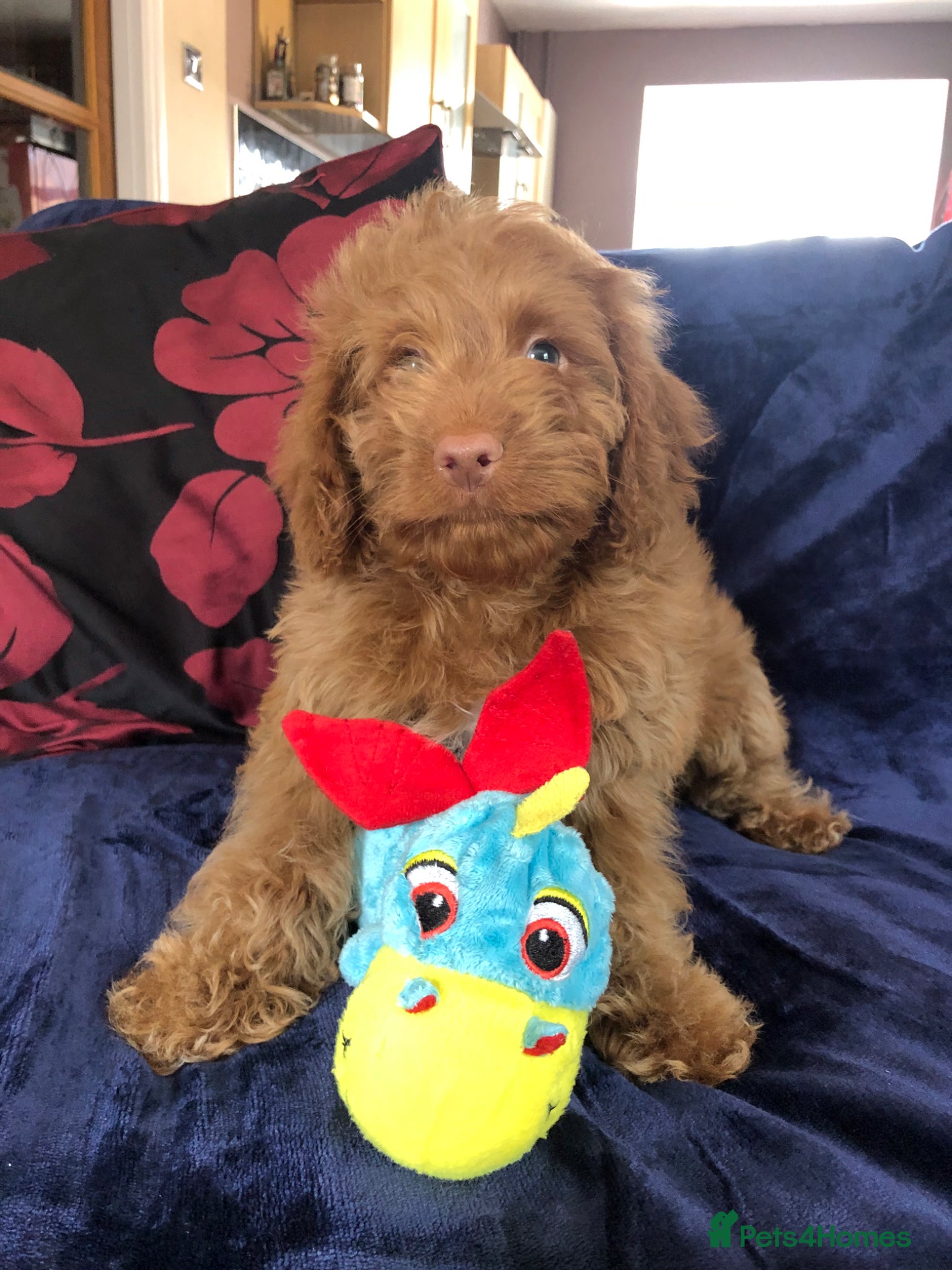 Cockapoo dogs Cockapoo puppies for sale  - Advert 1