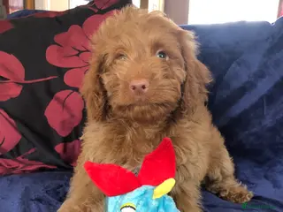 Cockapoo dogs Cockapoo puppies for sale - Advert 16
